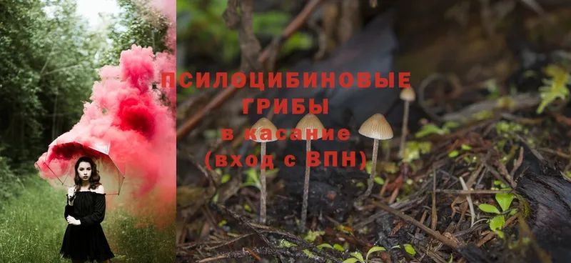 Псилоцибиновые грибы Psilocybine cubensis  Енисейск 